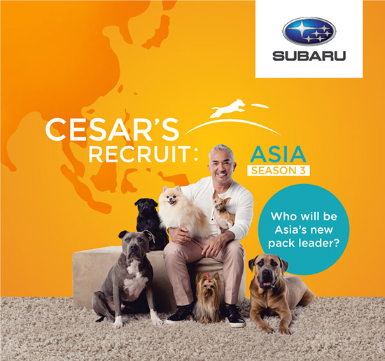 ի ҹ,Cesar’s Recruit Asia,شʹѡ֡عѢ