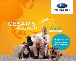 ի ҹ,Cesars Recruit Asia,شʹѡ֡عѢ
